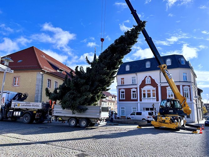 Die 11 Meter hohe Fichte ist der Worbiser Weihnachtsbaum f&uuml;r dieses Jahr (Foto: Leinefelde-Worbis)