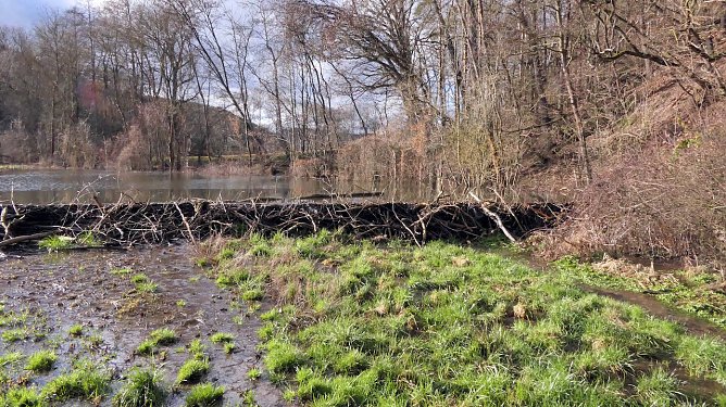 Intakter Biberdamm bei Schöps (Foto: Siegfried Klaus) Intakter Biberdamm bei Schöps (Foto: Siegfried Klaus)
