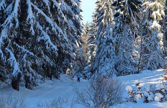 Wintersport im Wald nimmt R&uuml;cksicht auf das Wild, wenn z. B. der Langl&auml;ufer auf den Loipen bleibt und m&ouml;glichst leise seine Bahnen zieht. Hunde sind gerade im Winter im Wald an der Leine zu f&uuml;hren (Foto: Dr. Horst Spro&szlig;mann)