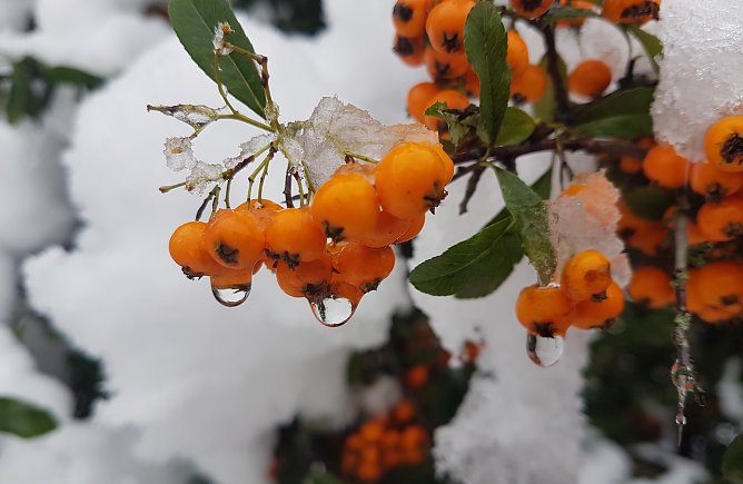 Momentaufnahme im Schnee (Foto: Christina Kannengießer ) Momentaufnahme im Schnee (Foto: Christina Kannengießer )