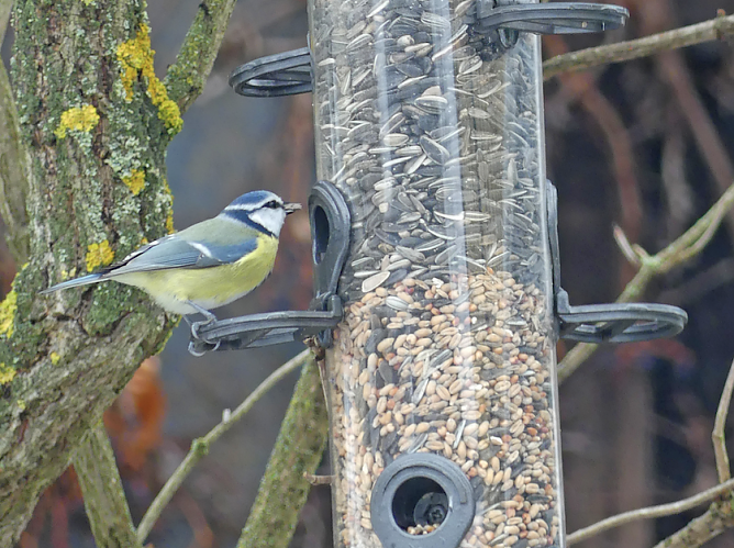 Blaumeise am Futtersilo (Foto: Clara Milde) Blaumeise am Futtersilo (Foto: Clara Milde)