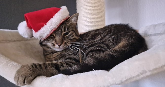 Katze Lou freut sich auf Weihnachten und hat schon die gro&szlig;e M&uuml;tze auf (Foto: Lisa Sindermann)