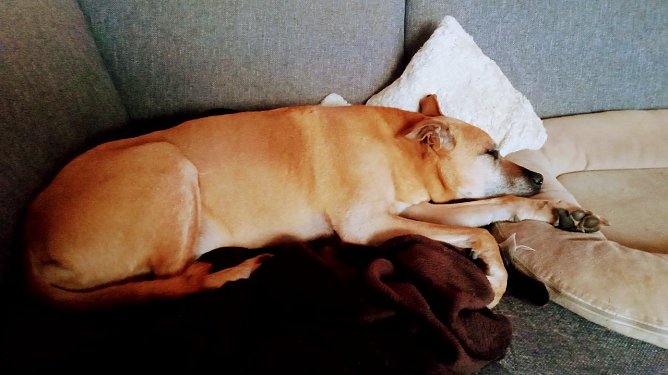 5 J&auml;hriger R&uuml;de (Rigdeback-Mix) h&auml;lt nix vom Weihnachtsstress und entspannt sich derweil auf der Couch (Foto: Marcus Gerlach Harztor)