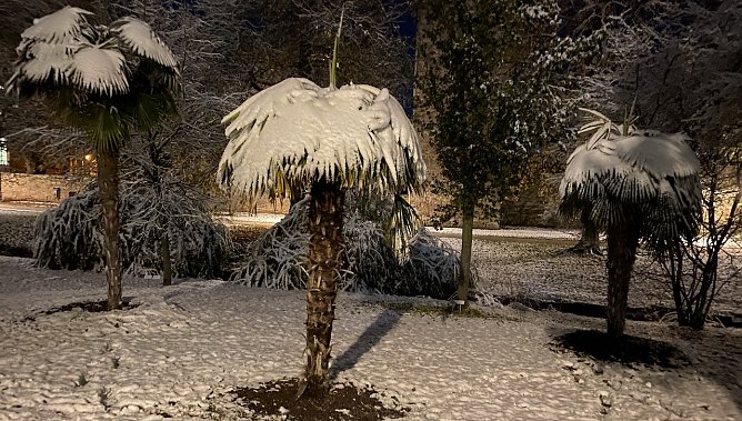 Wenn der Winter in den Kurpark von Bad Langensalza zur&uuml;ckkehrt, sind die hier abgebildeten Palmen schon in ihrem kuschligen Winterquartier (Foto: oas)