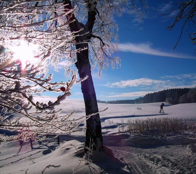 Auch der aktuell starke Frost mit zweistelligen Minustemperaturen schadet den Waldb&auml;umen nicht (Foto: Th&uuml;ringenForst)