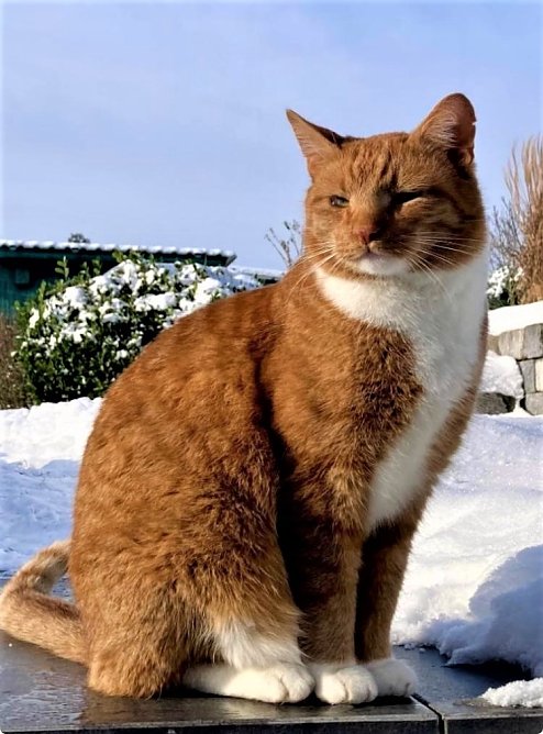 Bild des verletzten Tieres (Foto: Privat)