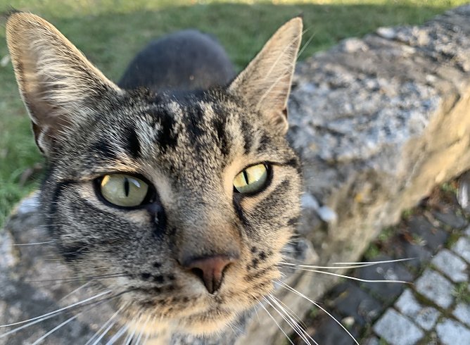 Symbolbild Katze (Foto: Eva Maria Wiegand)