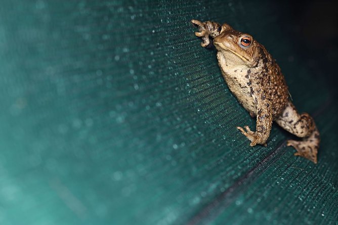 Eine Erdkröte auf Wanderschaft (Foto: Jan Piecha) Eine Erdkröte auf Wanderschaft (Foto: Jan Piecha)