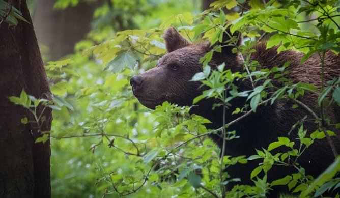 Auch im B&auml;renpark Worbis freut man sich auf den Fr&uuml;hling (Foto: Alternativer B&auml;renpark Worbis)