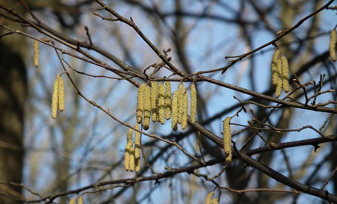 Haselpollen macht oft den Anfang, dann folgen Birken- und Eschenpollen. Im Mai steht das komplette Pollenangebot der Waldb&auml;ume � sehr zum Leidwesen der Allergiker (Foto: Th&uuml;ringenForst)