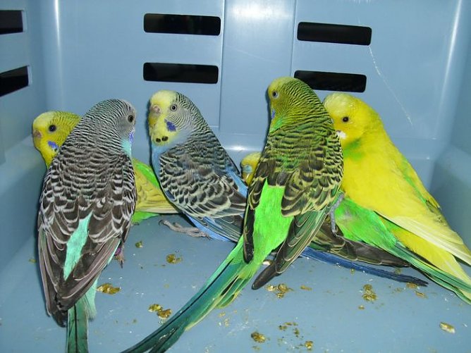 Jede Menge V&ouml;gel (Foto: C. Knust)