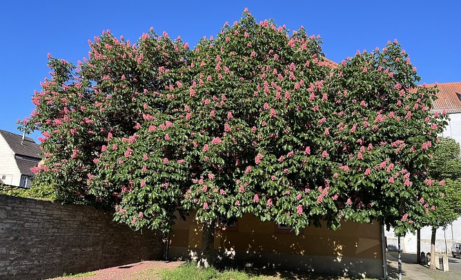 Für Pfingsten ist nur mäßiges Wetter in Aussucht (Foto: oas) Für Pfingsten ist nur mäßiges Wetter in Aussucht (Foto: oas)