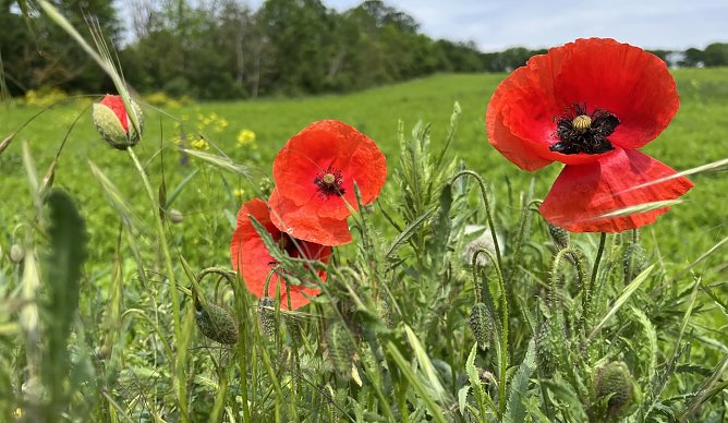 Starkregen und Hagel bedrohen in Th&uuml;ringen die ersten Klatschmohnbl&uuml;ten (Foto: oas)