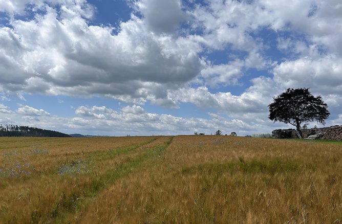 Zum fünfzehnten Mal in Folge war der Juni laut Meteorologen zu warm (Foto: oas) Zum fünfzehnten Mal in Folge war der Juni laut Meteorologen zu warm (Foto: oas)
