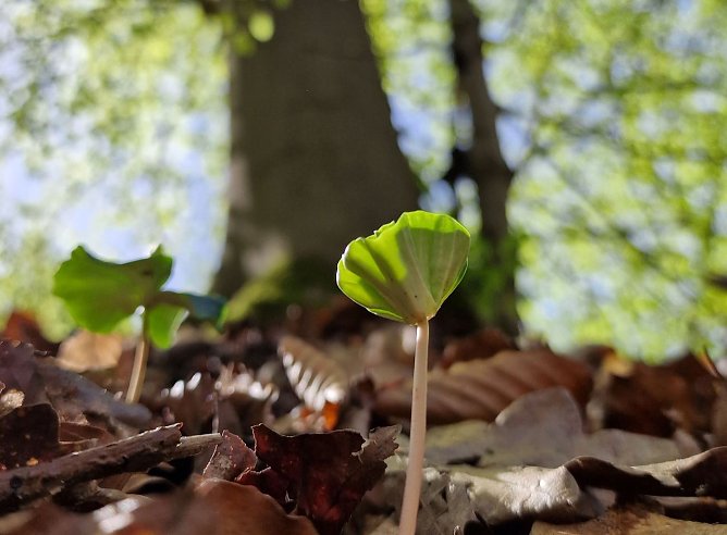 Waldbesitzer sind gut beraten, die Kr&auml;fte der Natur bei der Wiederbewaldung klug zu nutzen (Foto: Jan B&ouml;hm)