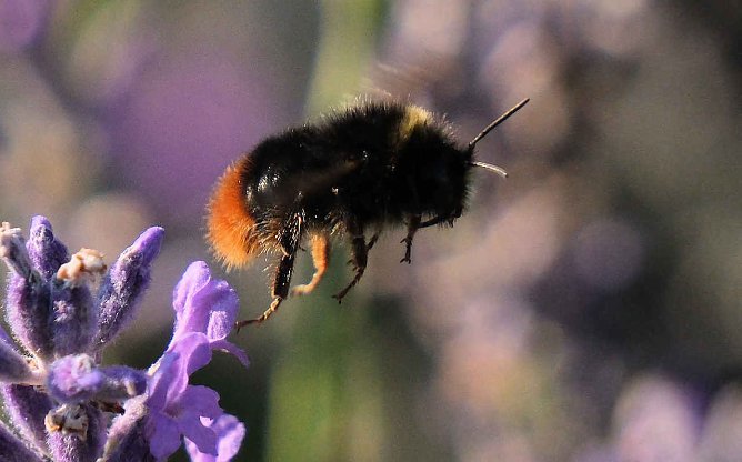 Hummelflug (Foto: P.Blei) Hummelflug (Foto: P.Blei)