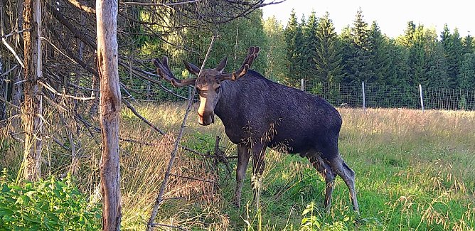 Elch Park - "Värmlands Moose Park" (Foto: Annett und Jürgen Meier) Elch Park - "Värmlands Moose Park" (Foto: Annett und Jürgen Meier)