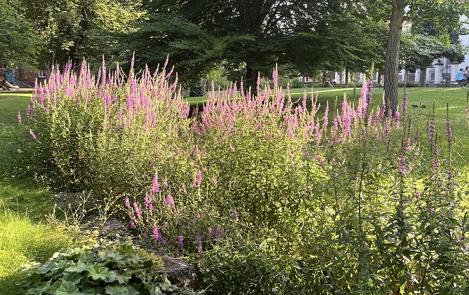 Teils kr&auml;ftige Gewitter mit Starkregen und Sturmb&ouml;en werden am Nachmittag erwartet (Foto: oas)
