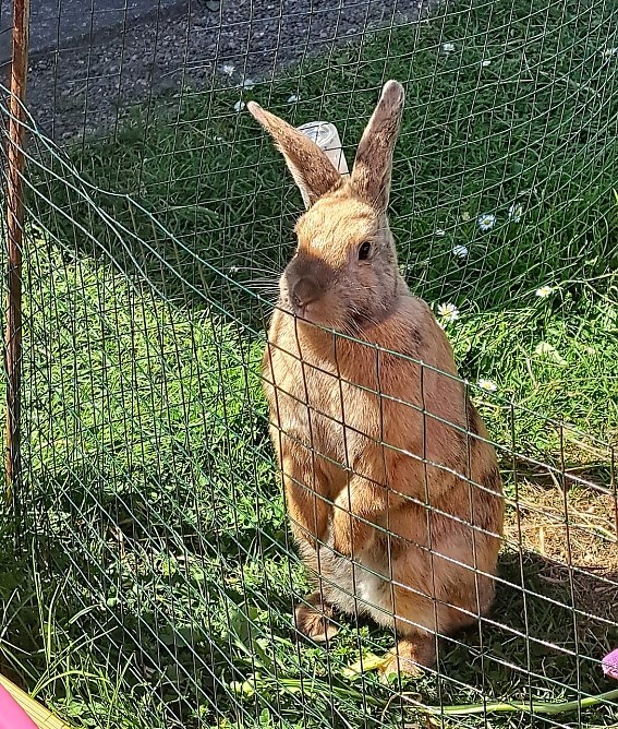 Hase Erna (Foto: Familie Zornemann)