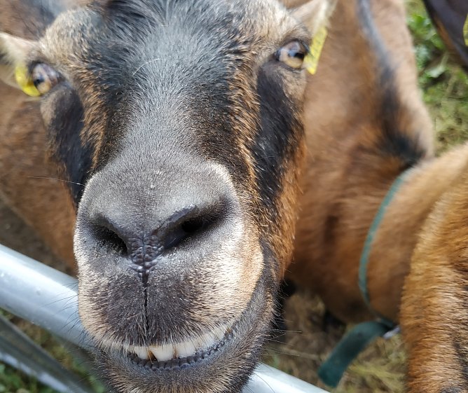 Erfreute Ziege (Foto: Helga und Gerhard M&uuml;ller)