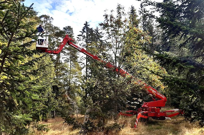 Auch die aktuell landesweit 24 Saatgutplantagen, hier Wei&szlig;tanne und Vogelbeere, werden best&auml;ndig erg&auml;nzt bzw. erneuert (Foto: Horst Spro&szlig;mann)
