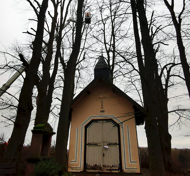Baumuntersuchung im Stadtgebiet (Foto: Stadt Leinefelde-Worbis)
