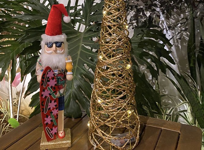 Nussknacker in Ubatuba Brasilien (Foto: M. B. Wiegand) Nussknacker in Ubatuba Brasilien (Foto: M. B. Wiegand)