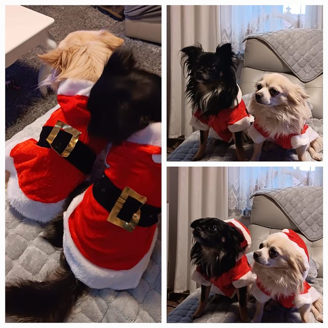 Die Hunde Calvin und Anouk (Foto: Simone Klein, Bad Frankenhausen)