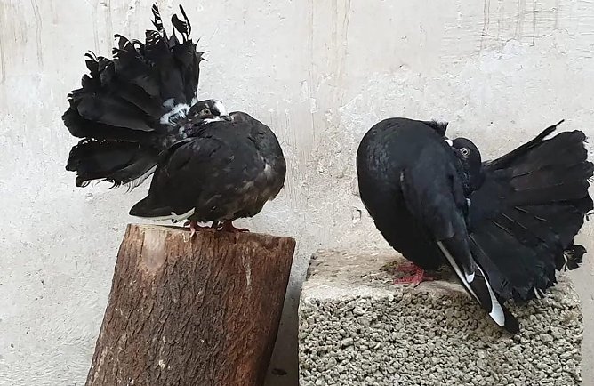 Bei vielen Taubenarten nimmt die Zucht groteske Ausma&szlig;e an, wie bei diesen Pfautauben. (Foto: Birte SChwarz Erfurter Tauben e.v.)