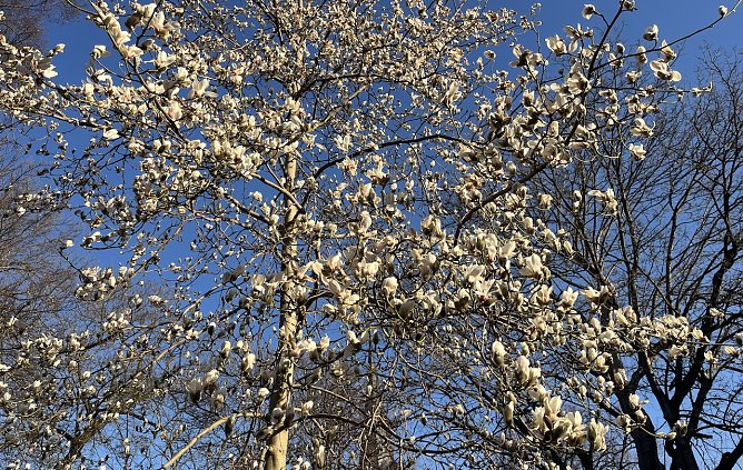 Magnolienblüte im Kurpark Bad Langensalza (Foto: oas) Magnolienblüte im Kurpark Bad Langensalza (Foto: oas)