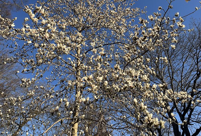 Baumbl&uuml;te beginnt: Endlich Fr&uuml;hling! (Foto: oas)