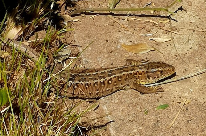 Fr&uuml;hlingserwachen im Garten mit Zauneidechse (Foto: S. Boikat)