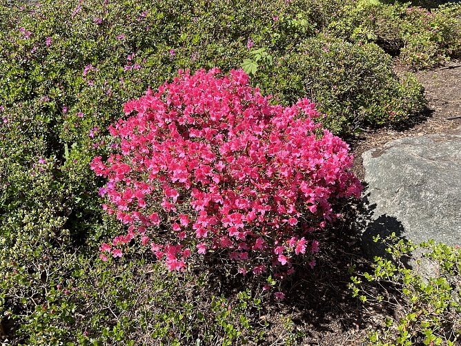 Vorsicht mit den Pflanzen im Freien: es gibt wieder Nachtfr&ouml;ste (Foto: oas)