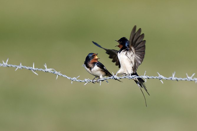 Rauchschwalben (Foto: Hartmut Mletzko)