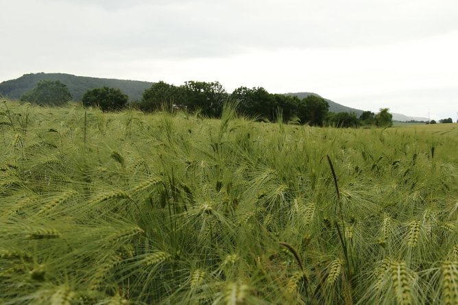 Wetterbild (Foto: agl)