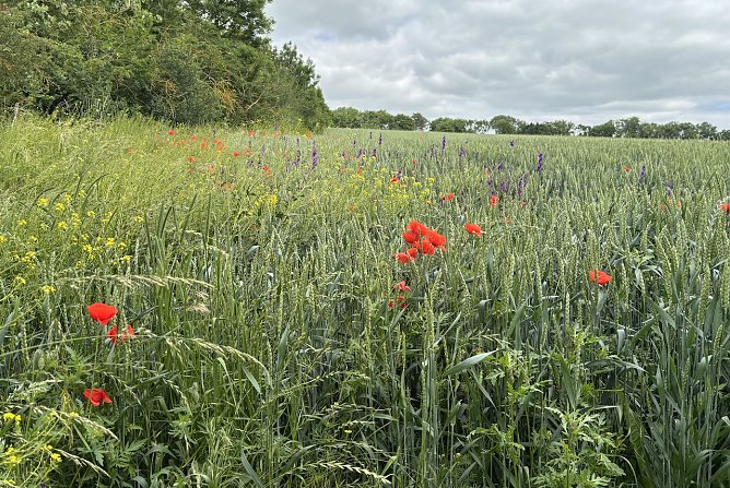 Sommerliche W&auml;rme bringt das Wochenende in Th&uuml;ringen (Foto: oas)