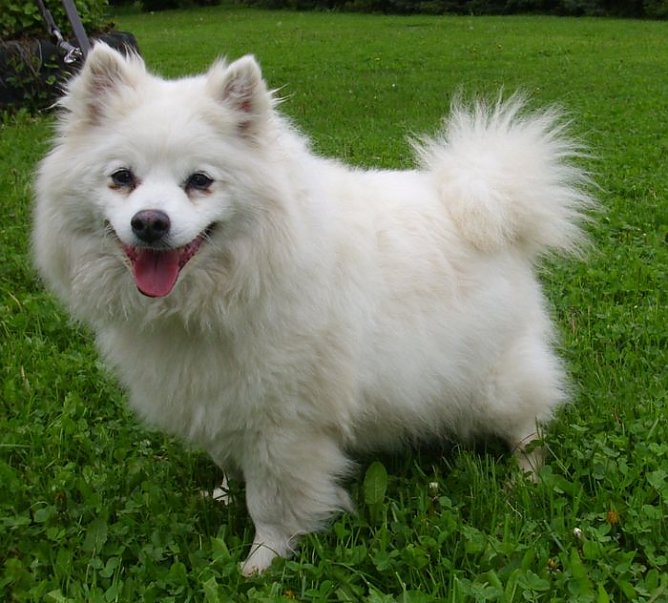 Flocke (Foto: C. Knust)