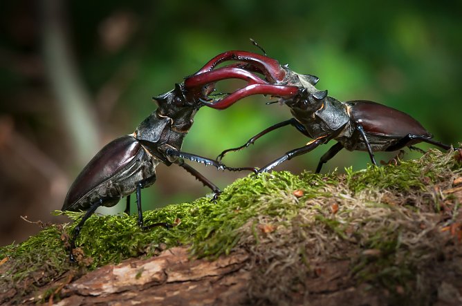 Zei Hirschk&auml;fer tragen ihre Differenzen sportlich aus (Foto: Anne Rollero)