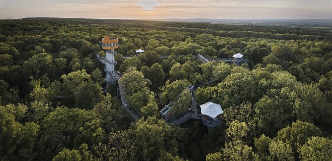 Der Baumkronenpfad feiert im August seinen 20. Geburtstag (Foto: Tino Sieland)