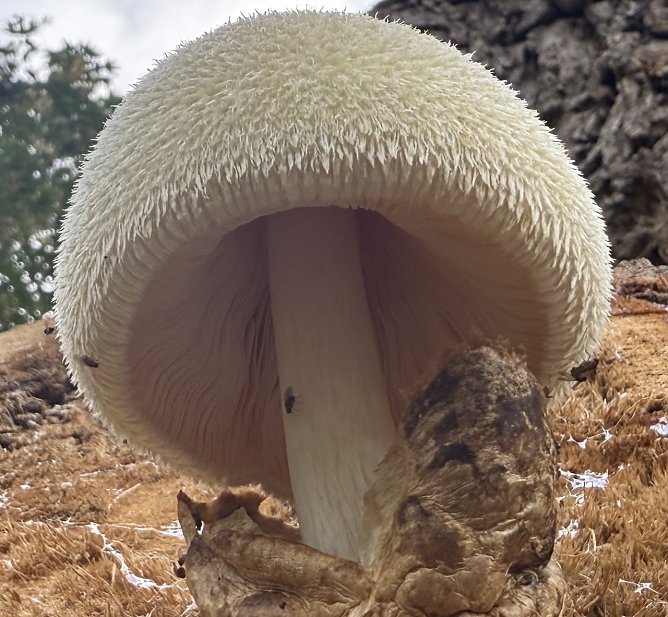 Pilz wurde an der Zorge fotografiert (Foto: Beatrix Schenk ) Pilz wurde an der Zorge fotografiert (Foto: Beatrix Schenk )