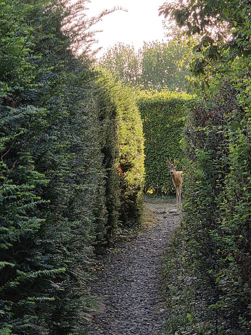 Begegnung mit Rehbock (Foto: Uta Weiße) Begegnung mit Rehbock (Foto: Uta Weiße)