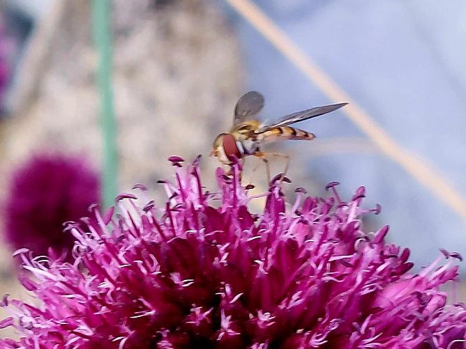 Schwebfliege (Foto: Cora Aderhold)