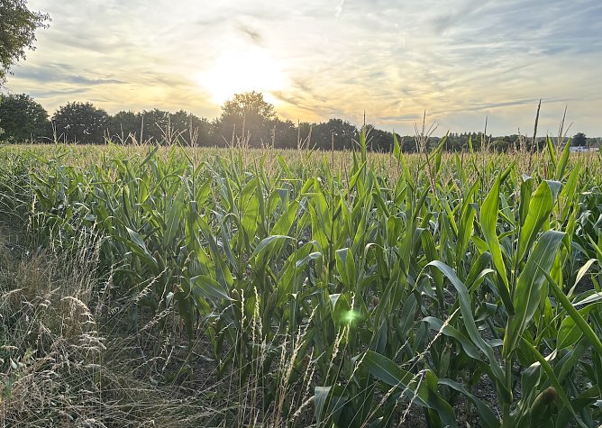 Weiter k&uuml;hl und regnerisch in Th&uuml;ringen (Foto: oas)