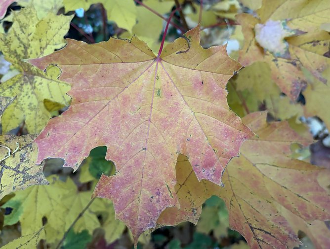 Bew&ouml;lkt und trocken in den n&auml;chsten Tagen (Foto: oas)