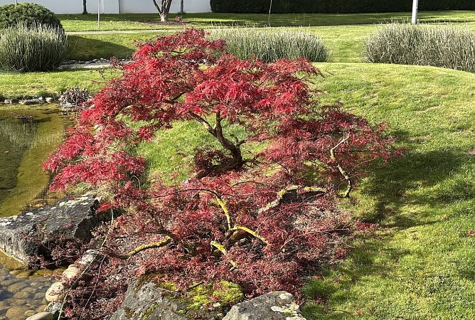 Japanischer Garten Bad Langensalza  (Foto: oas)
