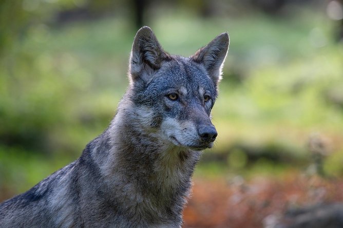 Symbolbild Wolf (Foto: Pixabay-keyouest) Symbolbild Wolf (Foto: Pixabay-keyouest)