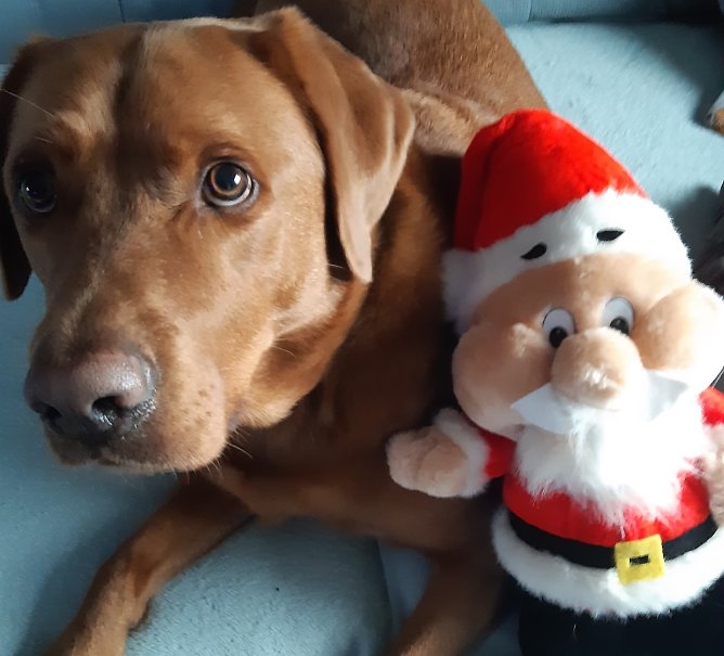 Hund Heinrich freut sich auf den Weihnachtsmann (Foto: Heike Lange) Hund Heinrich freut sich auf den Weihnachtsmann (Foto: Heike Lange)