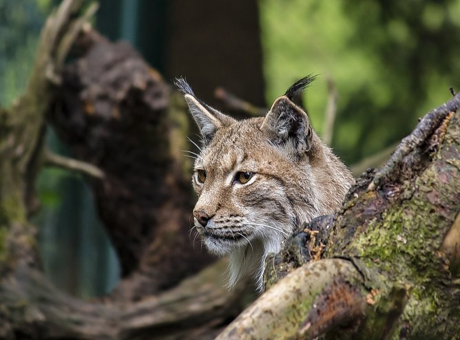 Symbolbild Luchs (Foto: Pixabay-VenomDesign)