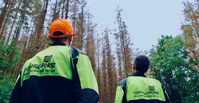 Nach schweren Jahren erholt sich der Wald langsam, Archivbild (Foto: agl)