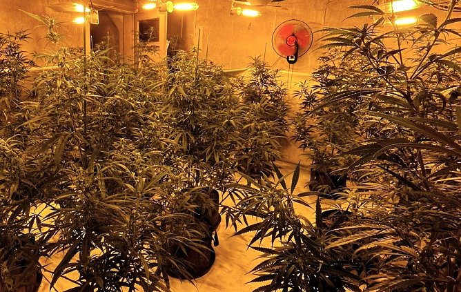 Cannabis-Plantage in Kirchworbis (Foto: LPI Nordhausen )